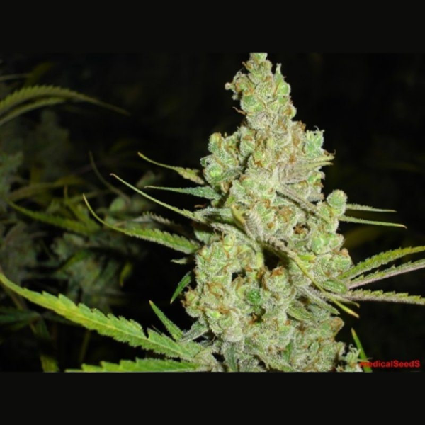 1024 - MEDICAL SEEDS | TanieSianie.pl