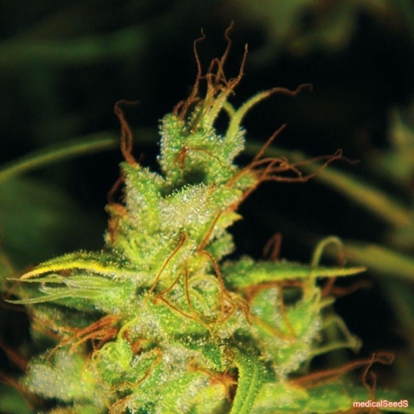2046 - MEDICAL SEEDS | TanieSianie.pl