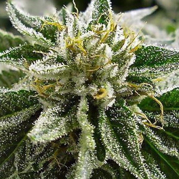 Canadian Kush - MEDICAL SEEDS | TanieSianie.pl