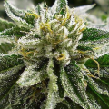 Canadian Kush - MEDICAL SEEDS