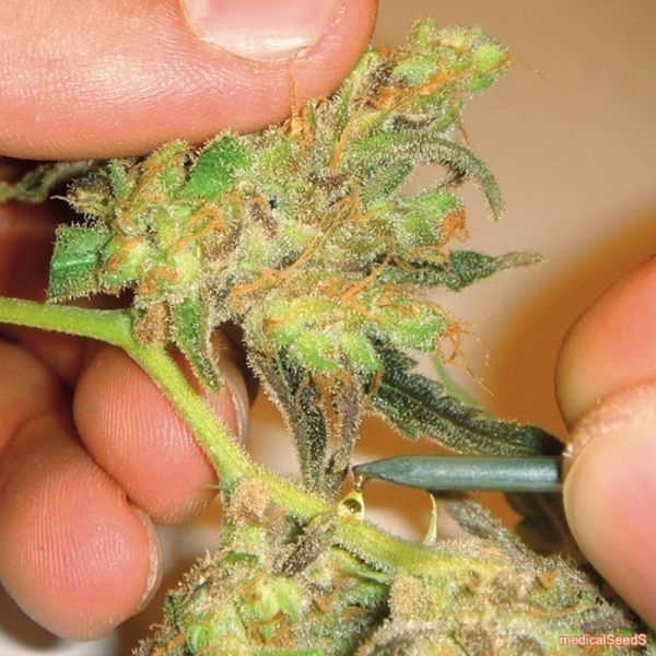 Channel + - MEDICAL SEEDS | TanieSianie.pl