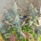 Blueberry - DUTCH PASSION | TanieSianie.pl