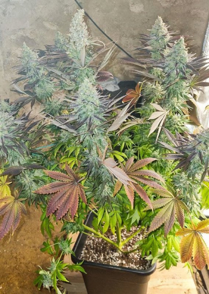 Blueberry - DUTCH PASSION | TanieSianie.pl