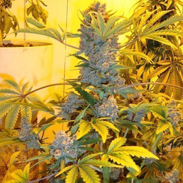 Bubblelicious Auto - NIRVANA | TanieSianie.pl