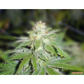 Devil Fruit - MEDICAL SEEDS