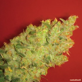 Jack la Mota - MEDICAL SEEDS | TanieSianie.pl