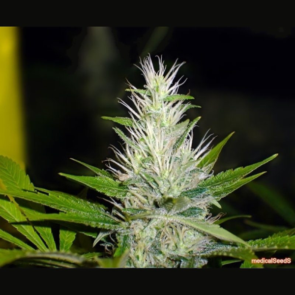 Malakoff - MEDICAL SEEDS | TanieSianie.pl