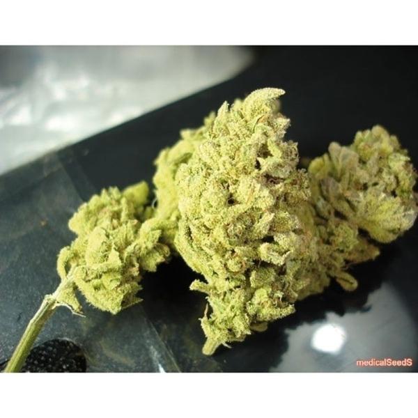 No Name - MEDICAL SEEDS | TanieSianie.pl