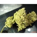 No Name - MEDICAL SEEDS