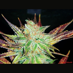 Prozack - MEDICAL SEEDS | TanieSianie.pl