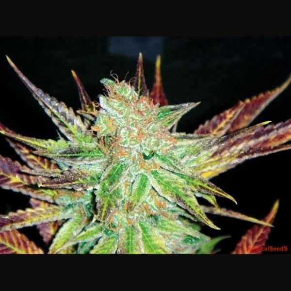 Prozack - MEDICAL SEEDS | TanieSianie.pl