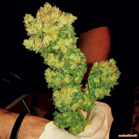 BCN Sour Diesel - MEDICAL SEEDS | TanieSianie.pl
