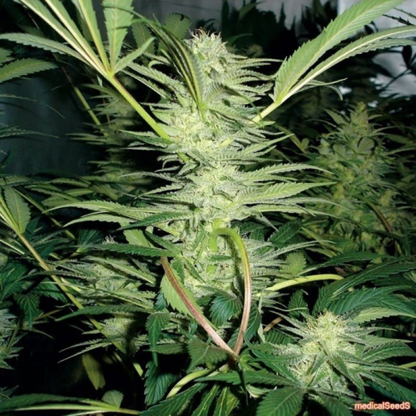 White Widow - MEDICAL SEEDS | TanieSianie.pl