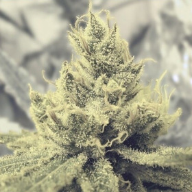 Y Griega - MEDICAL SEEDS | TanieSianie.pl