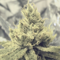 Y Griega - MEDICAL SEEDS
