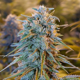 Blue Dream - HUMBOLDT SEED | TanieSianie.pl