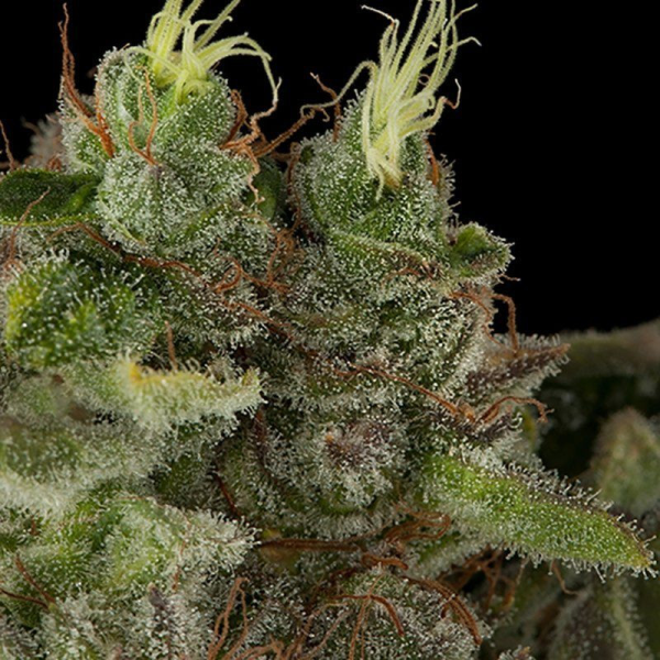 Bubba Kush - HUMBOLDT SEED | TanieSianie.pl
