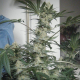 Bubblelicious Auto - NIRVANA | TanieSianie.pl