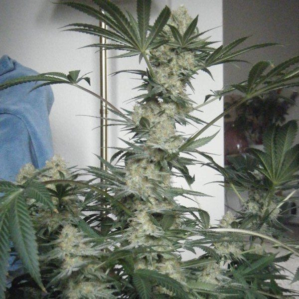 Bubblelicious Auto - NIRVANA | TanieSianie.pl