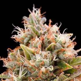 Chemdawg - HUMBOLDT SEED | TanieSianie.pl
