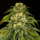 Lemon Juice Express Auto - HUMBOLDT SEED | TanieSianie.pl