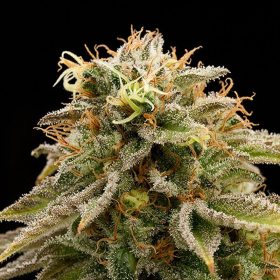 Lemon Thai Kush - HUMBOLDT SEED | TanieSianie.pl
