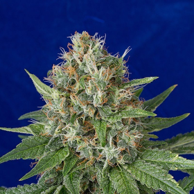 OG Kush - HUMBOLDT SEED | TanieSianie.pl