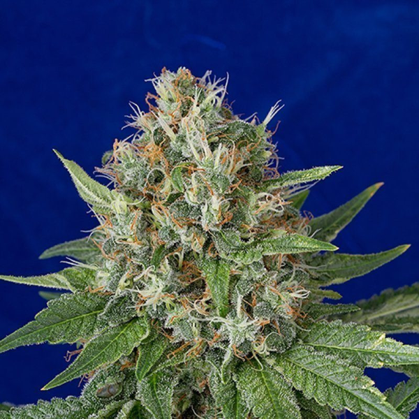OG Kush - HUMBOLDT SEED | TanieSianie.pl