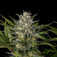 Pineapple Skunk - HUMBOLDT SEED | TanieSianie.pl