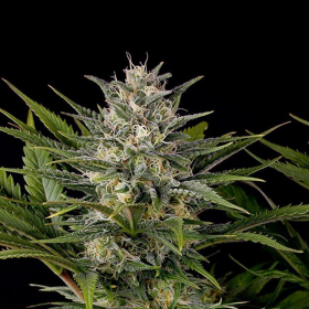 Pineapple Skunk - HUMBOLDT SEED | TanieSianie.pl
