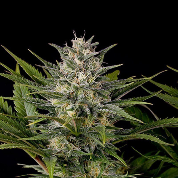 Pineapple Skunk - HUMBOLDT SEED | TanieSianie.pl