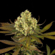 Sour Blueberry - HUMBOLDT SEED | TanieSianie.pl
