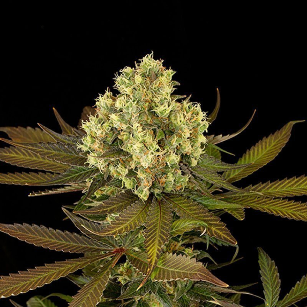 Sour Blueberry - HUMBOLDT SEED | TanieSianie.pl