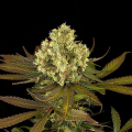 Sour Blueberry - HUMBOLDT SEED