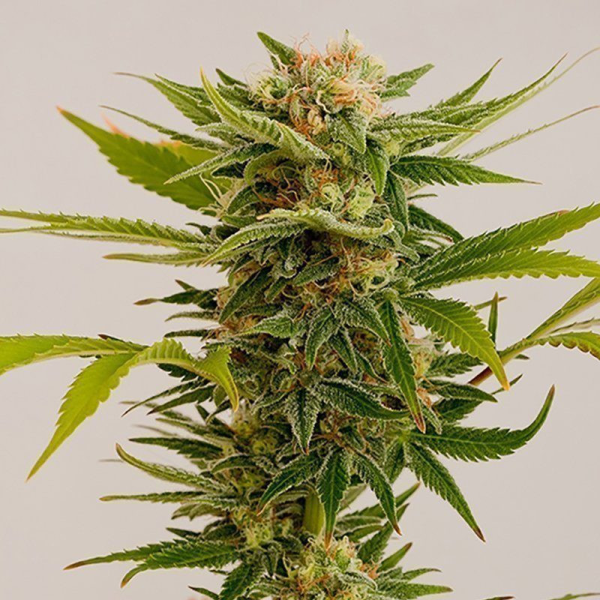 Sour Diesel 2 - HUMBOLDT SEED | TanieSianie.pl