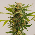 Sour Diesel 2 - HUMBOLDT SEED