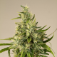 Trainwreck - HUMBOLDT SEED | TanieSianie.pl
