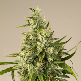 Trainwreck - HUMBOLDT SEED | TanieSianie.pl
