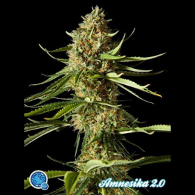 Amnesika 2.0 - PHILOSOPHER SEEDS | TanieSianie.pl