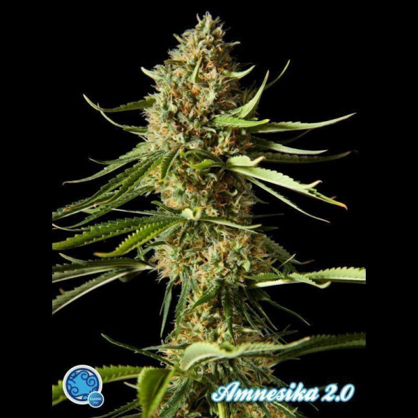 Amnesika 2.0 - PHILOSOPHER SEEDS | TanieSianie.pl