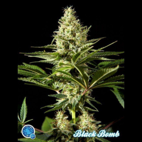 Black Bomb - PHILOSOPHER SEEDS | TanieSianie.pl
