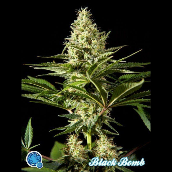 Black Bomb - PHILOSOPHER SEEDS | TanieSianie.pl