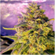 Bubblelicious Auto - NIRVANA | TanieSianie.pl