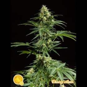 Cheesy Auto - PHILOSOPHER SEEDS | TanieSianie.pl