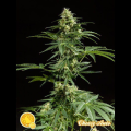 Cheesy Auto - PHILOSOPHER SEEDS