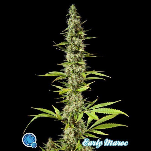 Early Maroc - PHILOSOPHER SEEDS | TanieSianie.pl