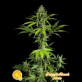 Fraggle Skunk Auto - PHILOSOPHER SEEDS