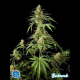 Gokunk - PHILOSOPHER SEEDS | TanieSianie.pl