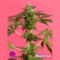 Guayita - PHILOSOPHER SEEDS