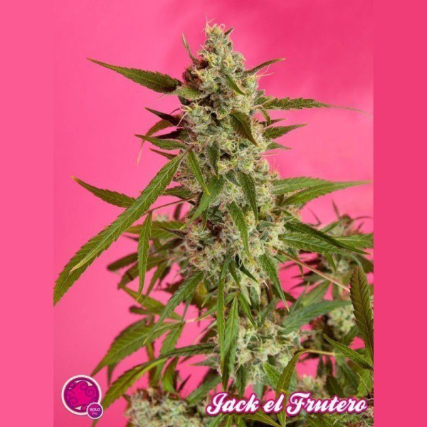 Jack El Frutero - PHILOSOPHER SEEDS | TanieSianie.pl